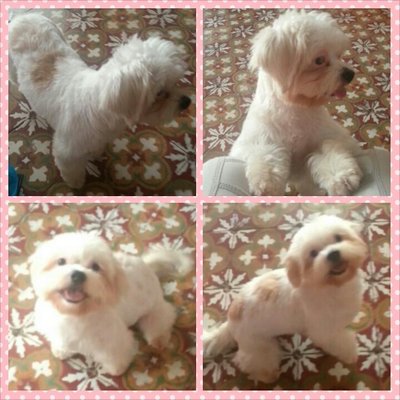 Mimi - Shih Tzu Dog