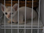 Ura Odd-eyed (Reserved) - Domestic Short Hair Cat