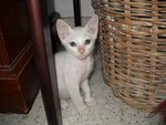 Waira - Domestic Short Hair Cat