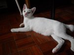 Waira - Domestic Short Hair Cat