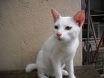 Waira - Domestic Short Hair Cat