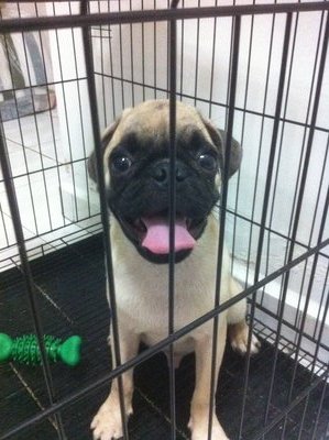 Pug Male For Sales - Pug Dog