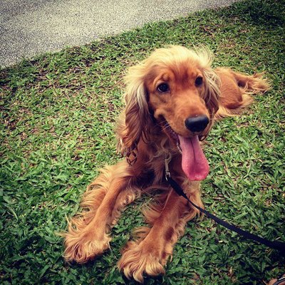 Sumi - English Cocker Spaniel Dog