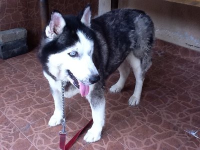 Maya - Husky + Siberian Husky Dog