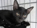 Black Panther - Domestic Short Hair Cat