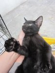 Black Panther - Domestic Short Hair Cat