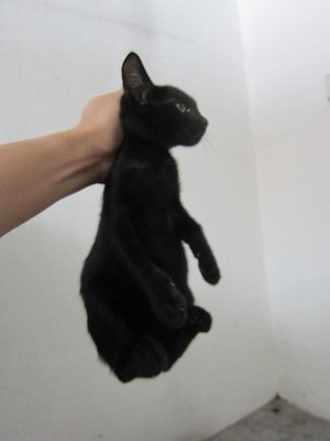 Black Panther - Domestic Short Hair Cat