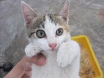 Friendly Celico Cutie - Domestic Short Hair Cat