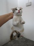 Friendly Celico Cutie - Domestic Short Hair Cat