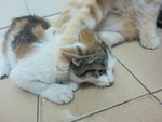 Friendly Celico Cutie - Domestic Short Hair Cat