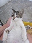 Very Friendly Grey Kitty - Domestic Short Hair Cat