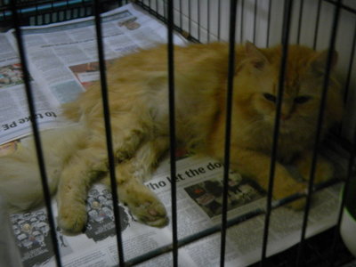 Kiko - Persian Cat