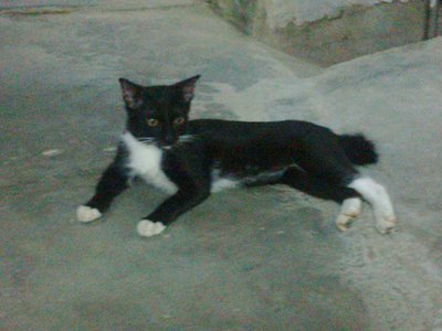 Maru - Domestic Short Hair Cat