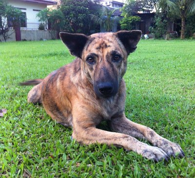 Tiger - Mixed Breed Dog