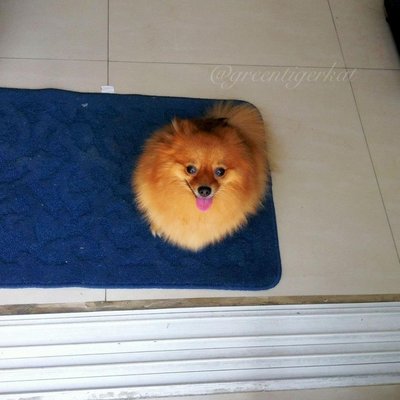 Ling Ling - Pomeranian Dog