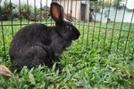 Ariel - Belgian Hare Rabbit