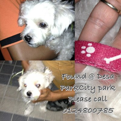 Found @ Desa Parkcity - Shih Tzu Dog