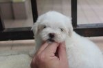 Tiny Maltese Puppy With Mka Cert   - Maltese Dog