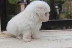 Tiny Maltese Puppy With Mka Cert   - Maltese Dog