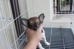 Female T-cup Chihuahua Puppy   - Chihuahua Dog