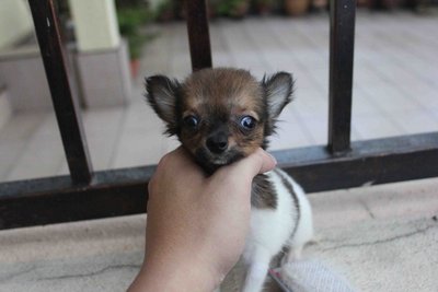 Female T-cup Chihuahua Puppy   - Chihuahua Dog