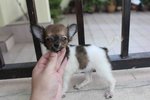 Female T-cup Chihuahua Puppy   - Chihuahua Dog