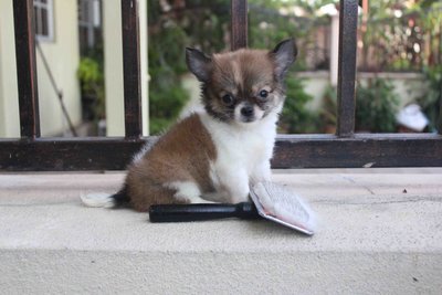 Brown White Long Coat Chihuahua Pup - Chihuahua Dog