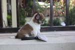 Brown White Long Coat Chihuahua Pup - Chihuahua Dog