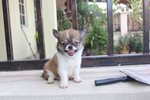 Brown White Long Coat Chihuahua Pup - Chihuahua Dog