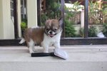 Brown White Long Coat Chihuahua Pup - Chihuahua Dog