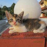 Isabel - Calico + Domestic Medium Hair Cat