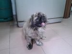 PF43932 - Pekingese Dog