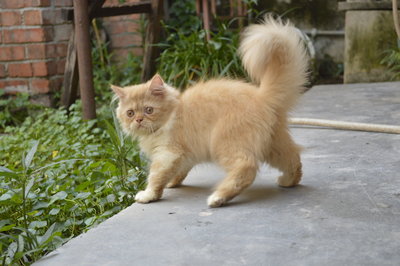 PF43934 - Persian Cat