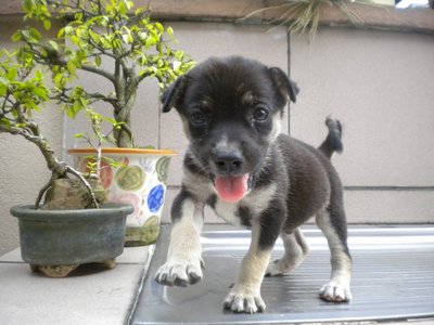 Jack The Peanut - Collie Mix Dog