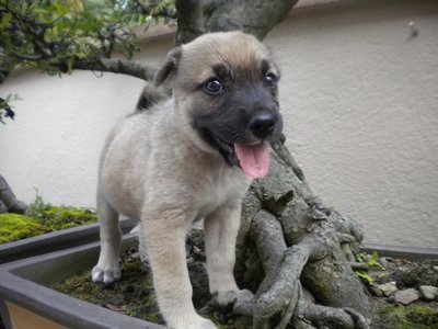 Jill The Walnut - Collie Mix Dog