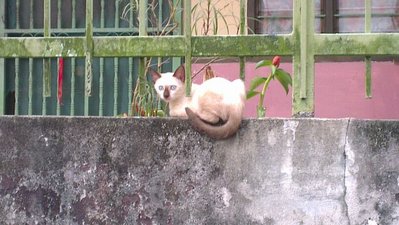 O-bin - Domestic Short Hair Cat