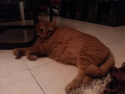 Garfield - Domestic Short Hair Cat