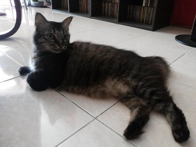 Kopi - Domestic Medium Hair Cat