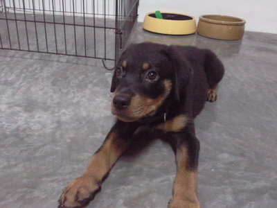 Rocky - Rottweiler Dog