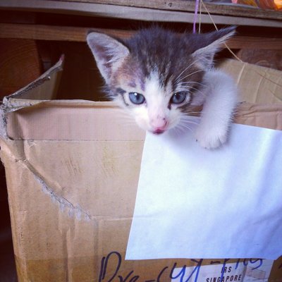 Three Little Kittens - White Male - Domestic Short Hair Cat