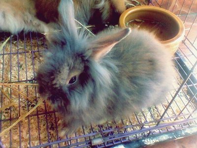 Teddy Bear - Lionhead Rabbit