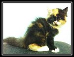 Semi Flat Face Perisan Kitten  - Persian Cat