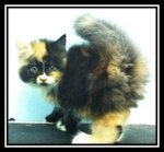 Semi Flat Face Perisan Kitten  - Persian Cat