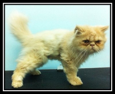 Flat  Face Persian  - Persian Cat