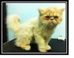 Flat  Face Persian  - Persian Cat