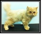 Flat  Face Persian  - Persian Cat