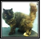 Flat Face Perisan Tortoiseshell - Persian Cat