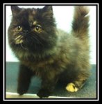 Flat Face Perisan Tortoiseshell - Persian Cat