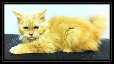 Maine Coon Mix Persian Ginger - Persian + Maine Coon Cat