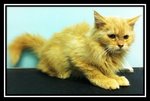 Maine Coon Mix Persian Ginger - Persian + Maine Coon Cat